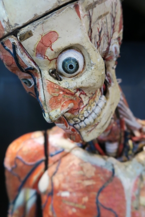 geneeskundemuseum brussel 8-2025 3096